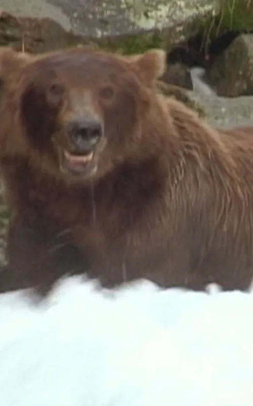 Bear 141