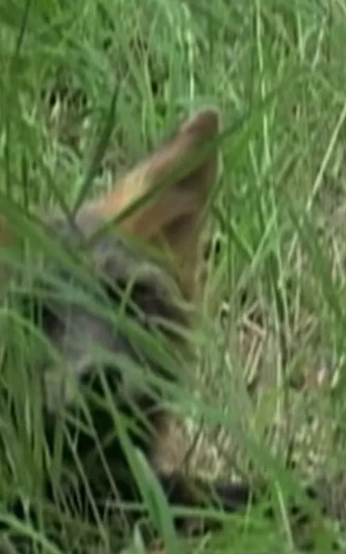 Ghost the Fox
