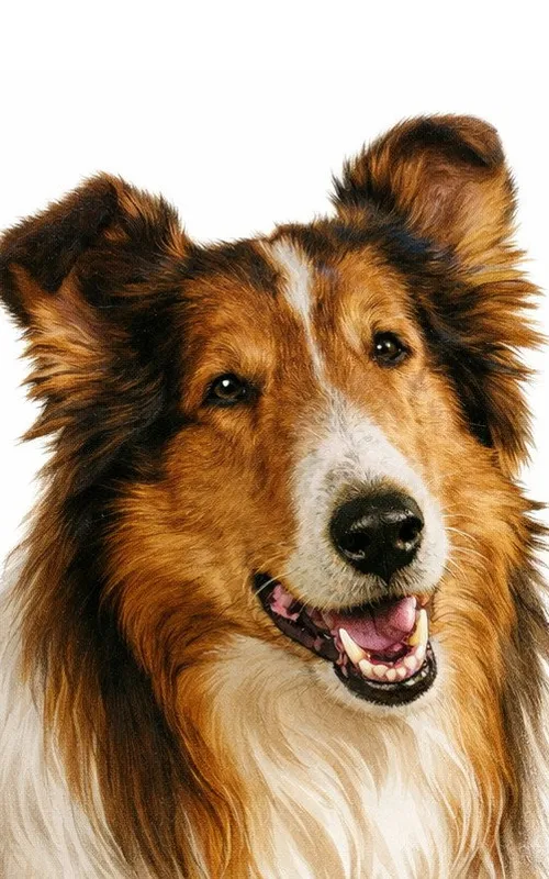 Lassie