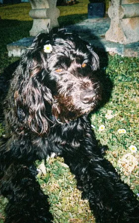 Ulysse The Dog Actor
