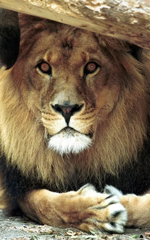 Bongo the Lion
