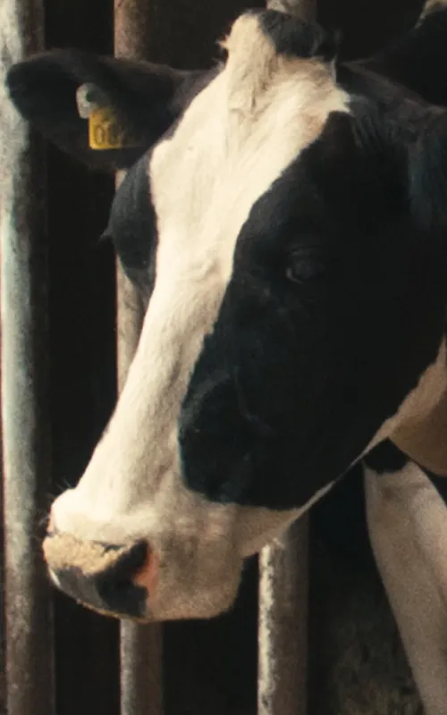Daisy the Cow