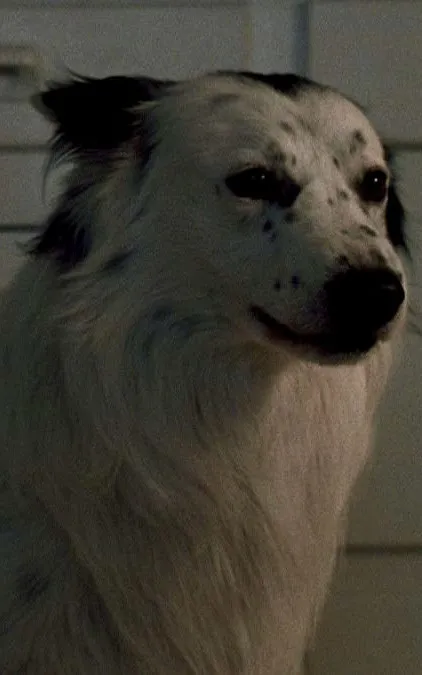 Jake