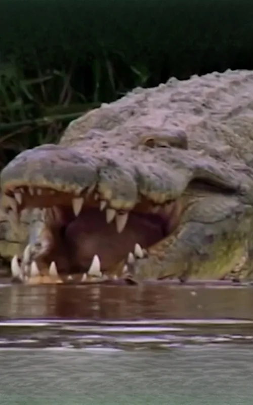 Gustave the Crocodile