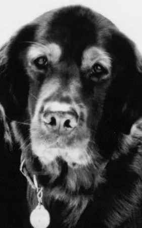 Comet