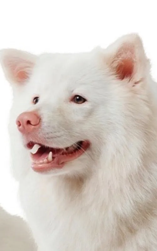 Meechok