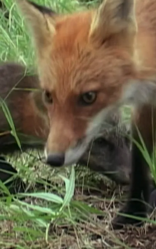 Ghost the Fox’s Playmate