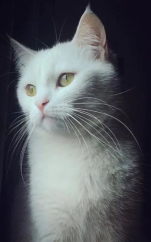 Pari