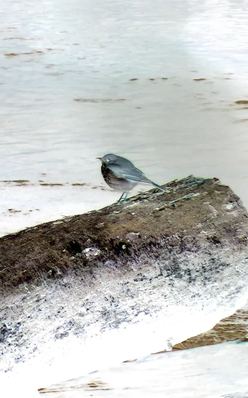 Hermit Thrush