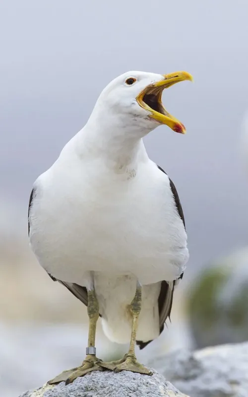 Sully Seagull