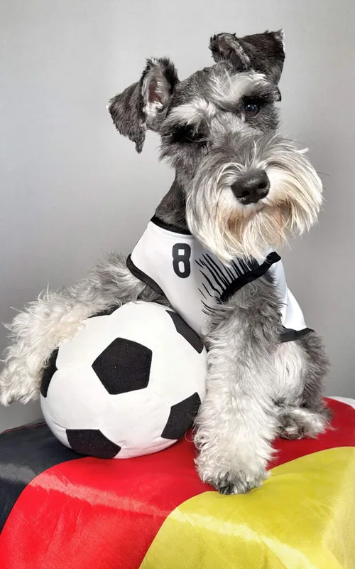 Montgomery Von Schnauz
