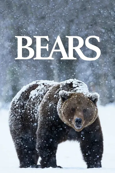 Bears