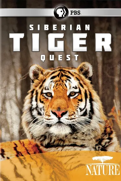 Siberian Tiger Quest