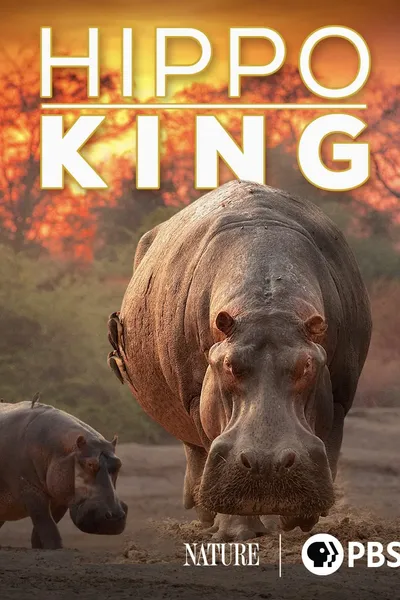 Hippo King