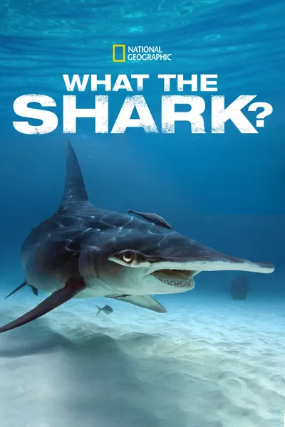 What the Shark?