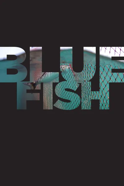 Bluefish