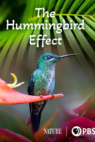 The Hummingbird Effect