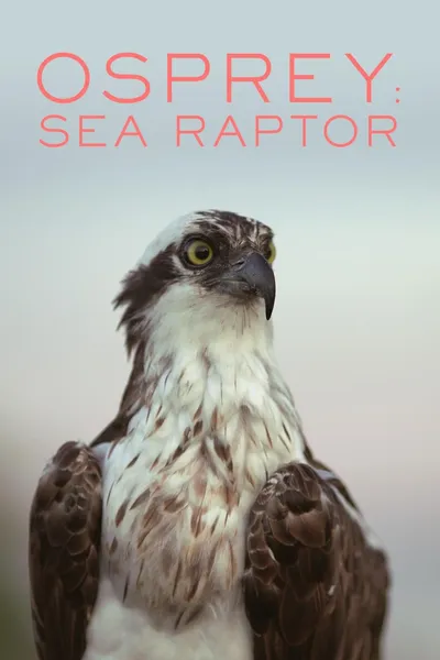 Osprey: Sea Raptor