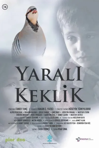 Yaralı Keklik