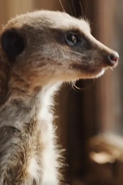 Elvis the Meerkat