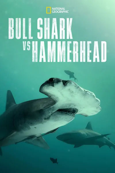 Bull Shark vs. Hammerhead