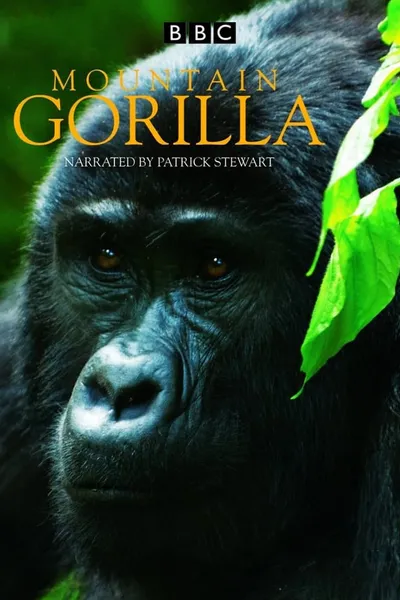 Mountain Gorilla