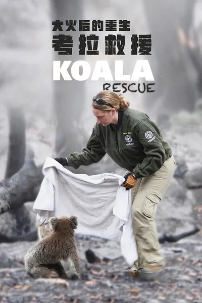 Koala Rescue