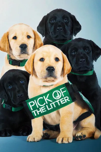 Pick of the Litter