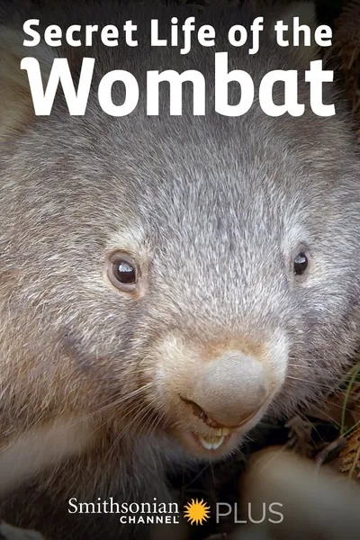 Secret Life of the Wombat