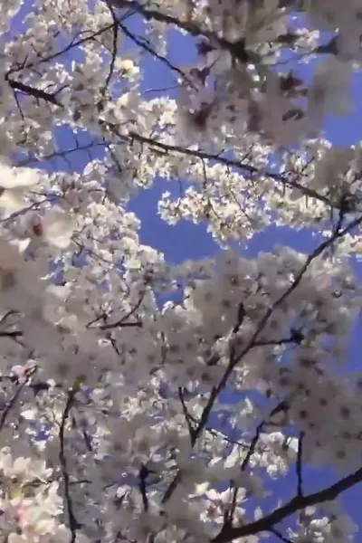 The Flowers