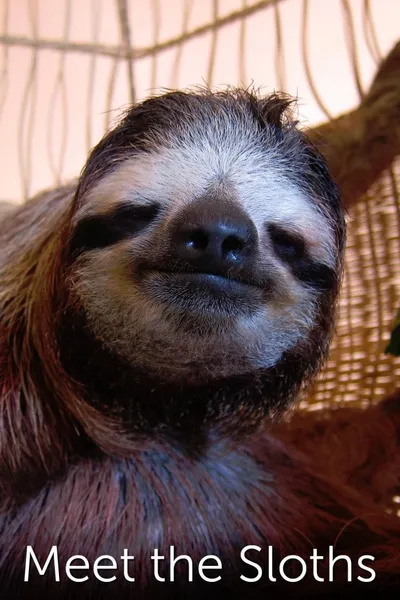 Meet the Sloths