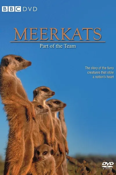 Meerkats: Part of the Team