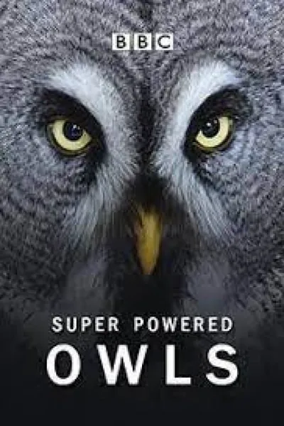 Super Powered Owls