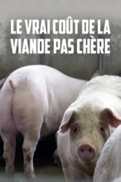 Le vrai coût de la viande pas chère