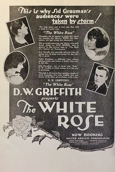 The White Rose