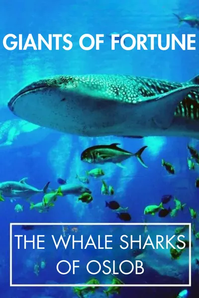 Giants of Fortune: The Whale Sharks of Oslob