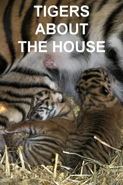 Tigers About the House