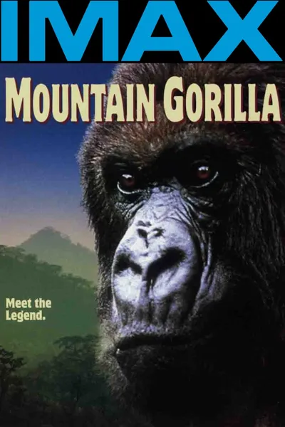 Mountain Gorilla