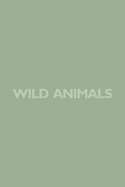 Wild Animals