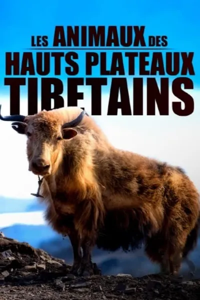 Les animaux des hauts plateaux tibétains