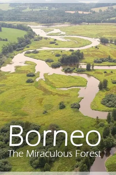 Bornéo, la forêt miraculée