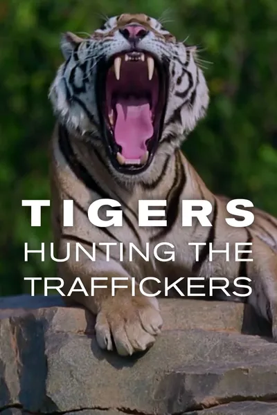 Tigers: Hunting the Traffickers