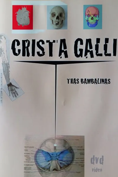 Crista Galli: Tras Bambalinas