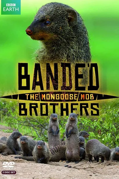 Banded Brothers: The Mongoose Mob