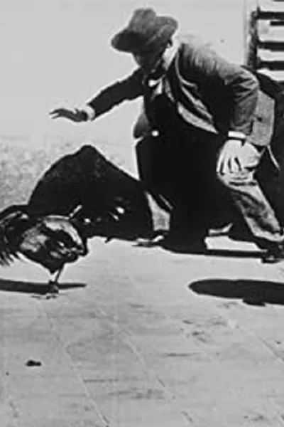 Combat de coqs