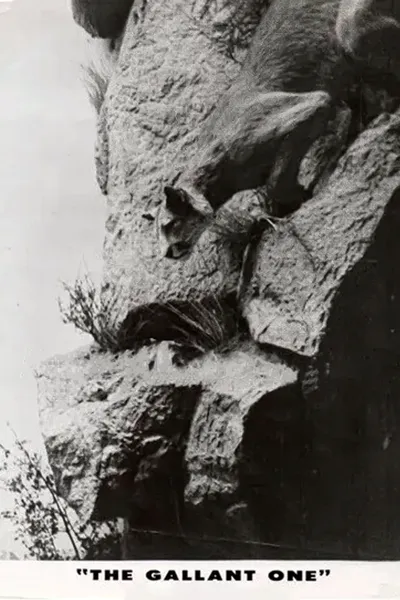 The Gallant One