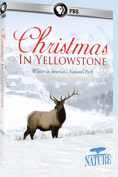 Christmas in Yellowstone