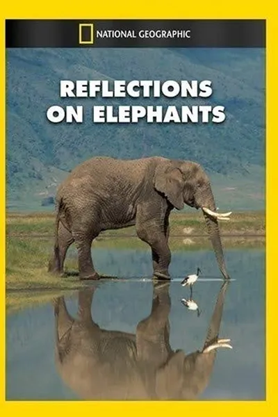 Reflections on Elephants