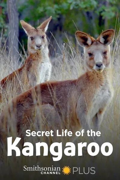 Secret Life of the Kangaroo