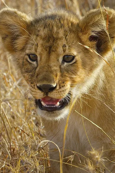 Serengeti - La grande cavalcade des animaux